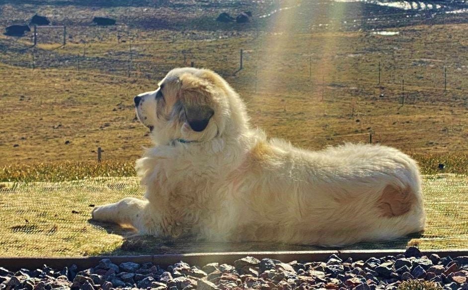 Candid Canine Corner